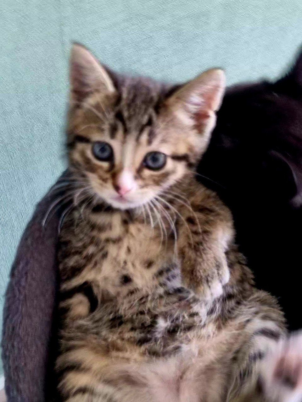 Zie jij die lieve tijger in mij (kitten)