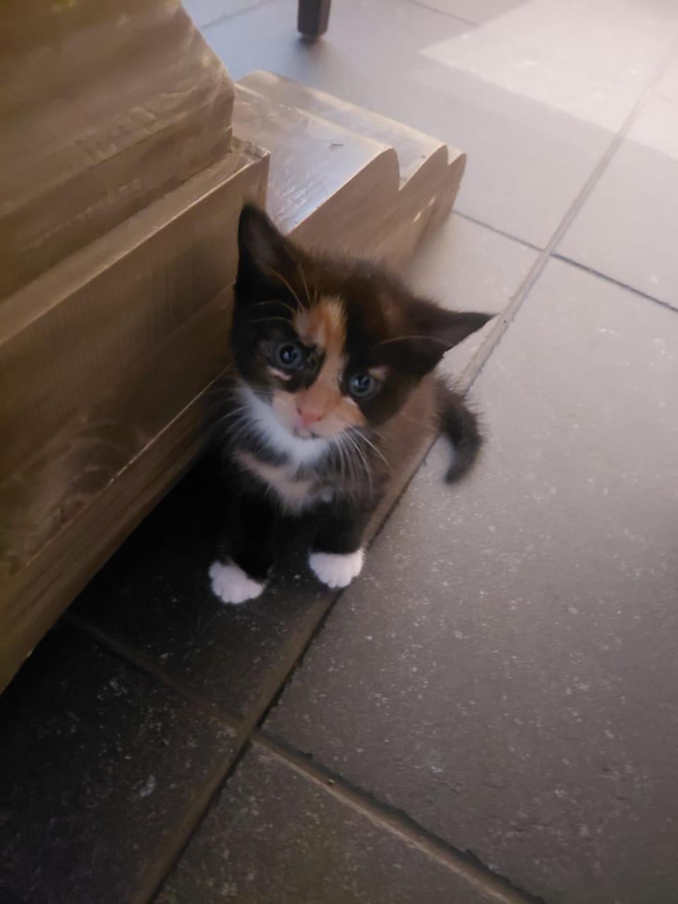 Kittens