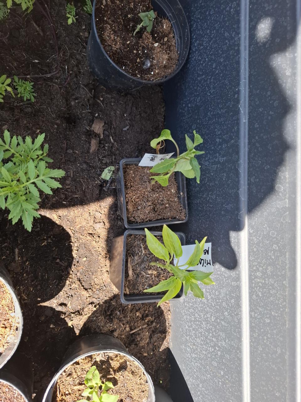 Dahlias en vingerhoeds kruid, peppers