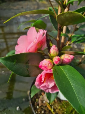 Camelia Spring Festival ca. 100 cm hoog