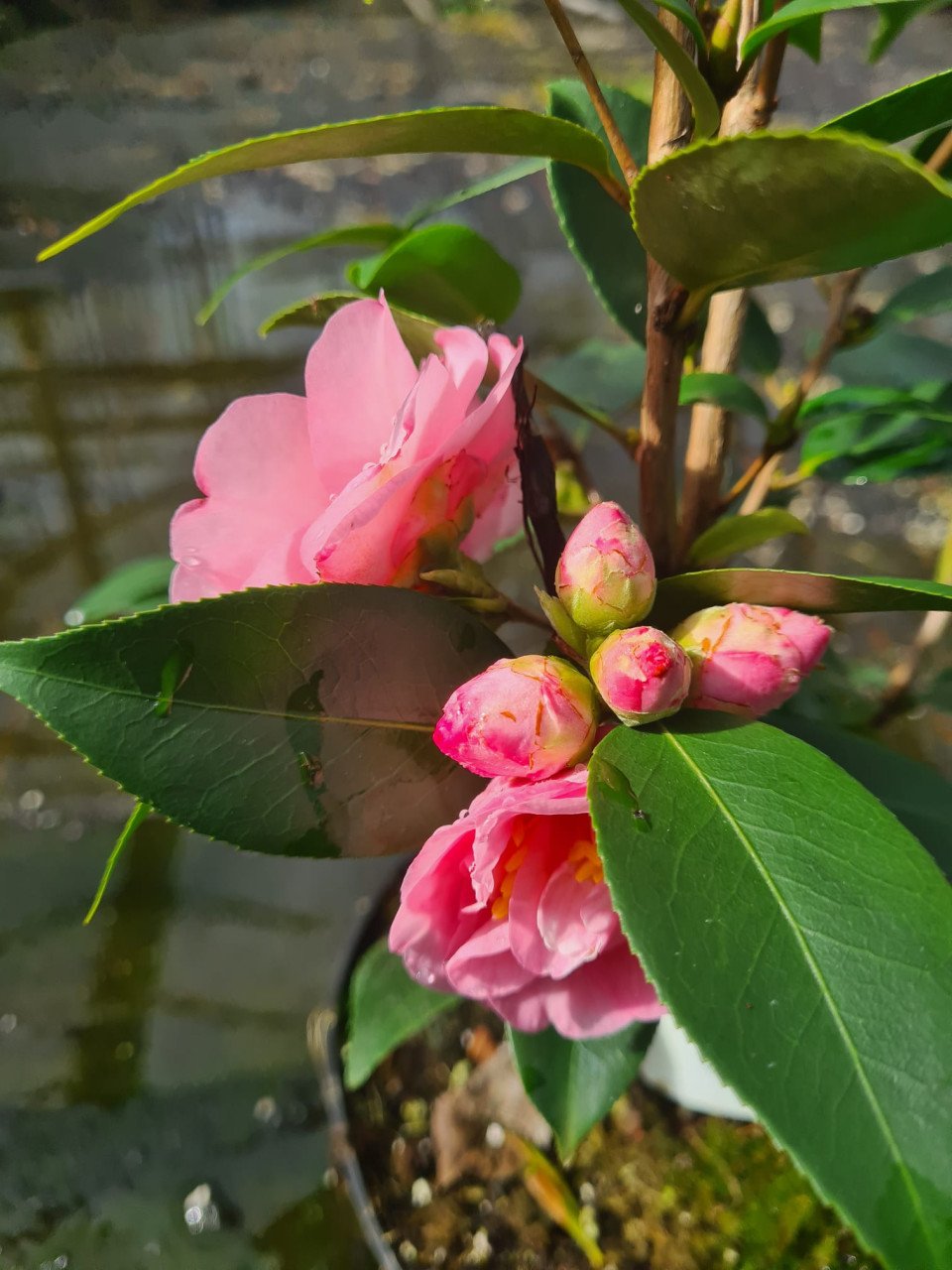 Camelia Spring Festival ca. 100 cm hoog