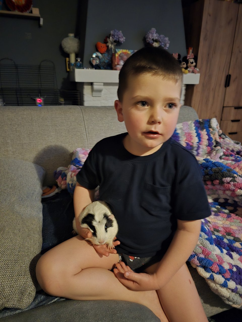 Cavia