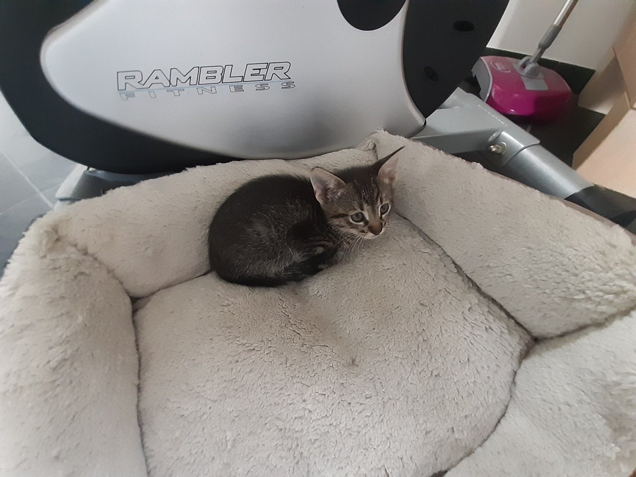 Kittens die nog een goed huisje zoeken!
