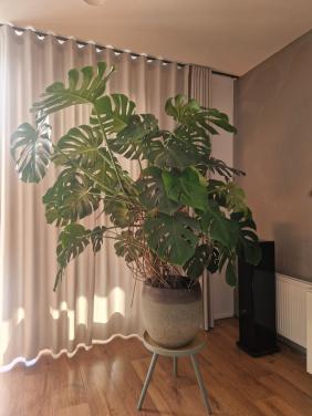 Monstera plant