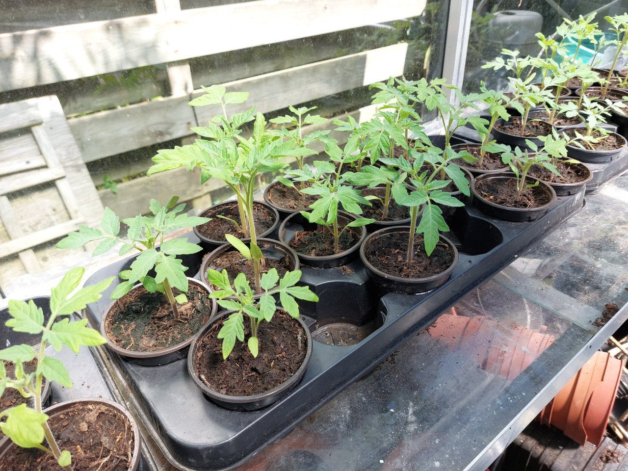 Tomatenplanten