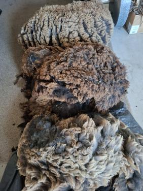 Wol van Blauwe Texelaar