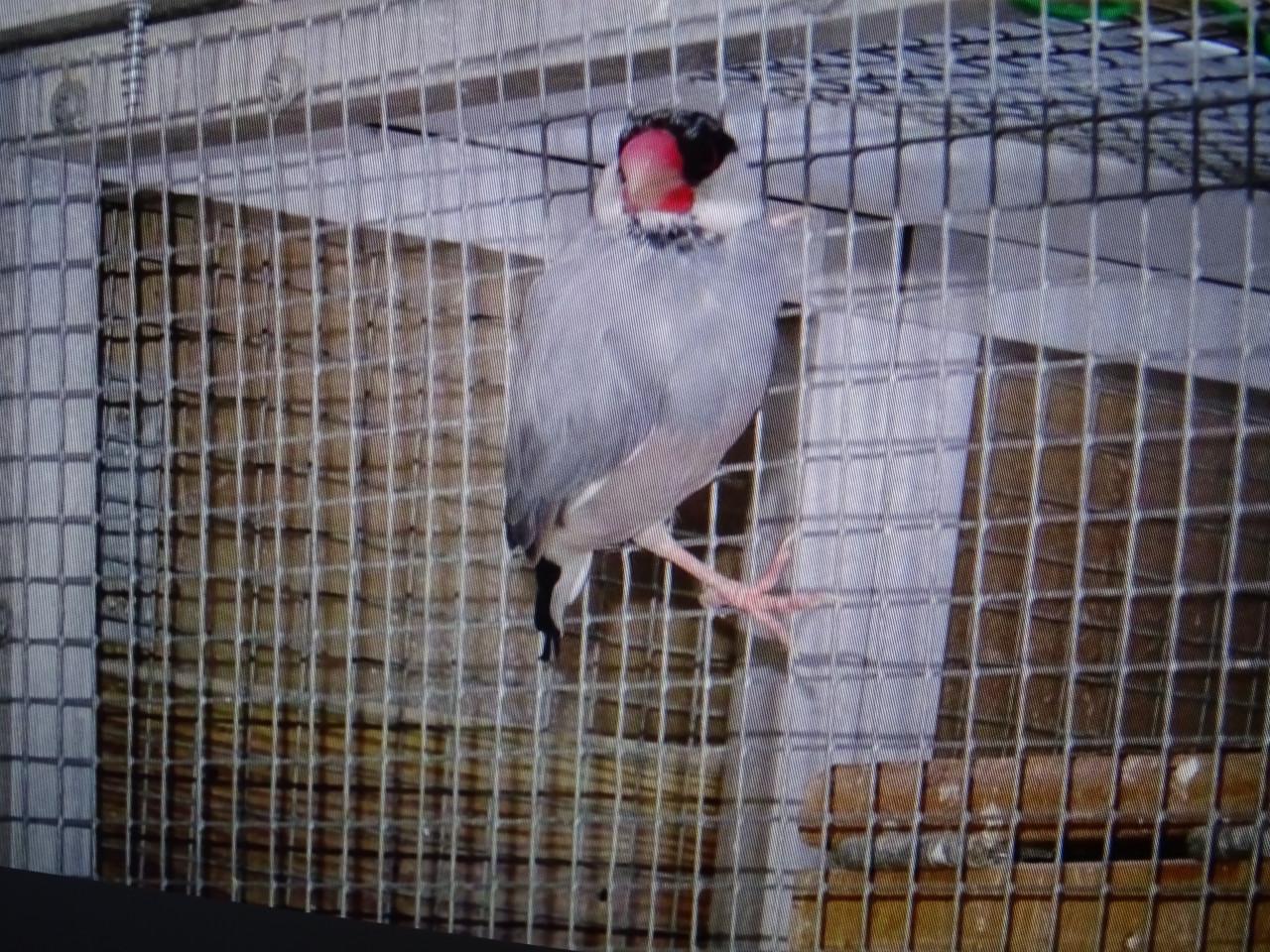 Te koop rijstvogels broedrijp wildkleur en koppel witte