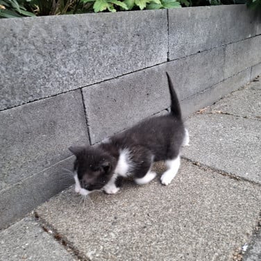Kittens