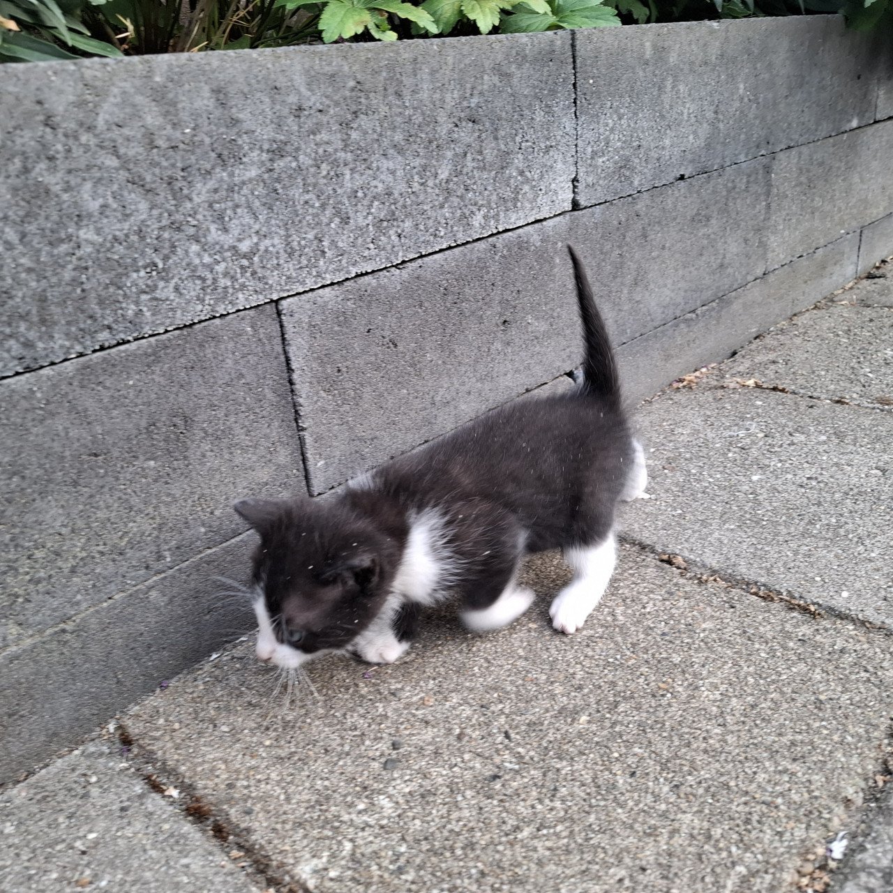 Kittens