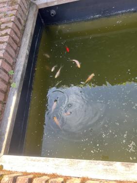 Goudvissen gratis af te halen