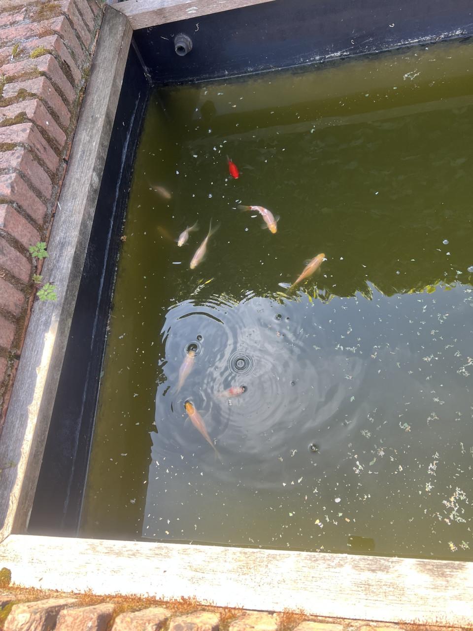 Goudvissen gratis af te halen