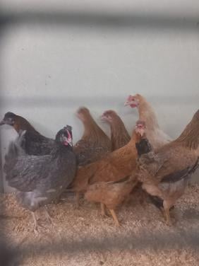Hennen voor de groene eieren............