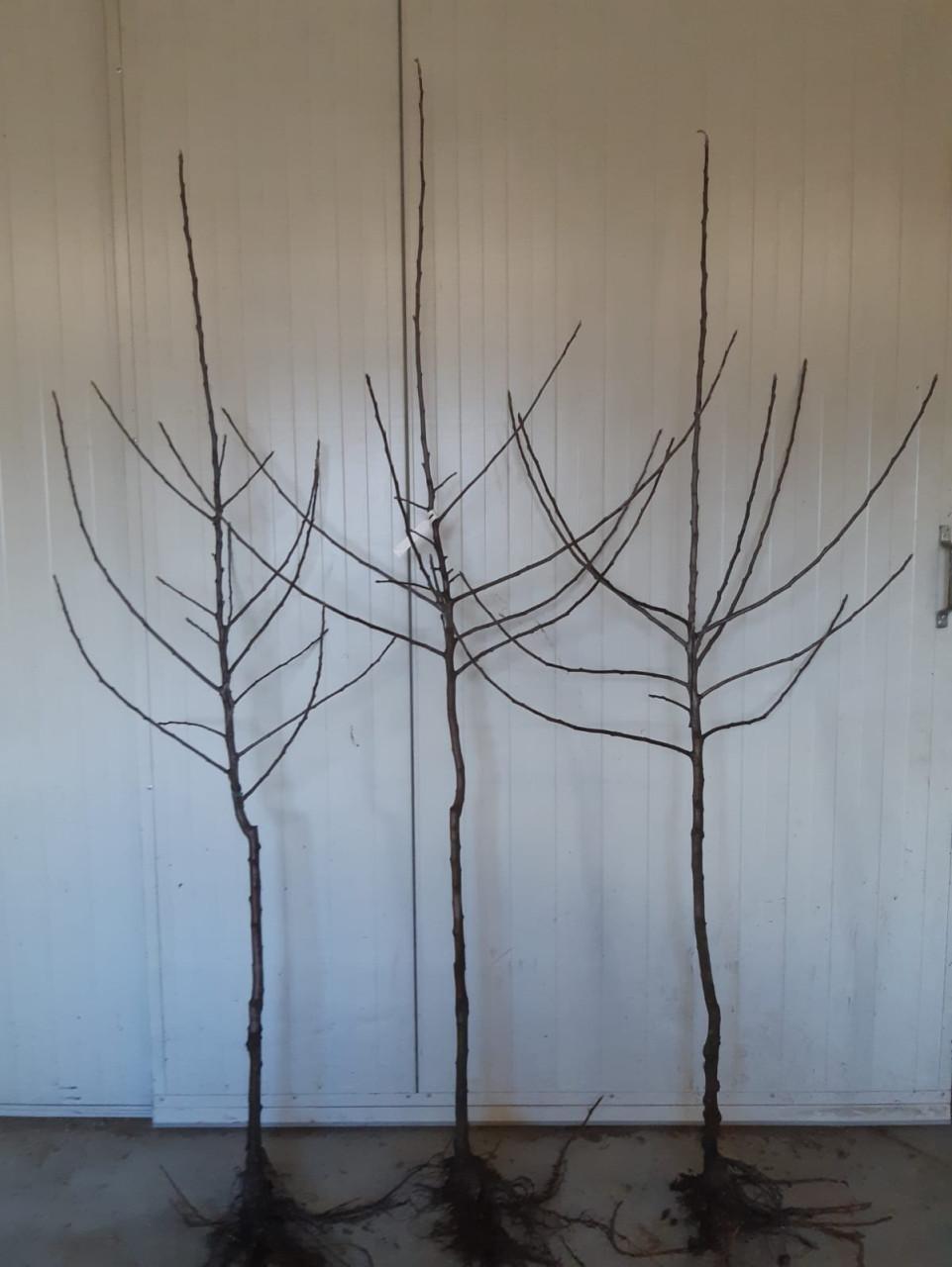 Fruitbomen / Appelbomen te koop