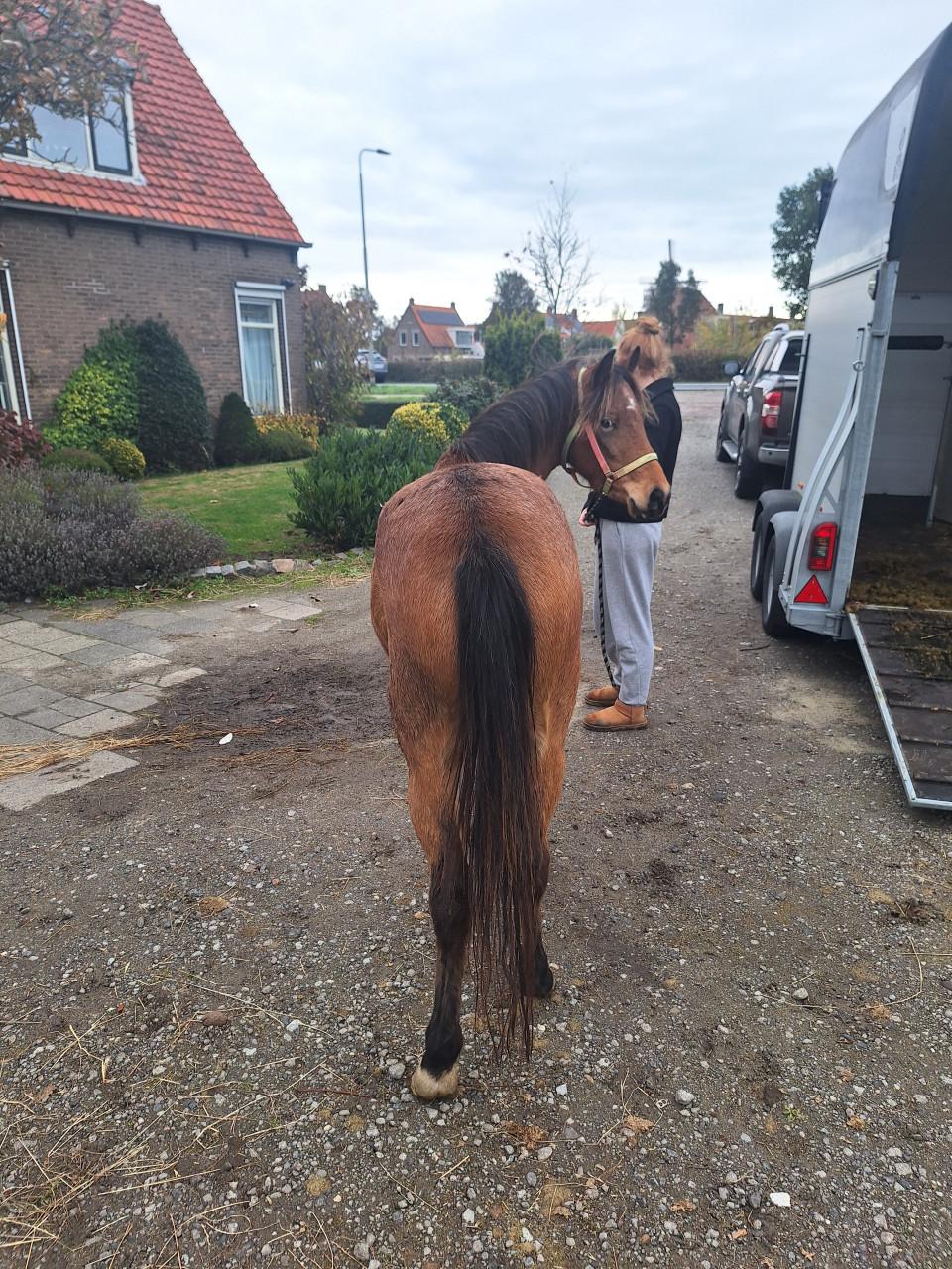 Te koop 3 jarige Appaloosa merrie VERKOCHT  !!