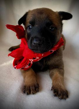 Mechelse herder pup teefjes