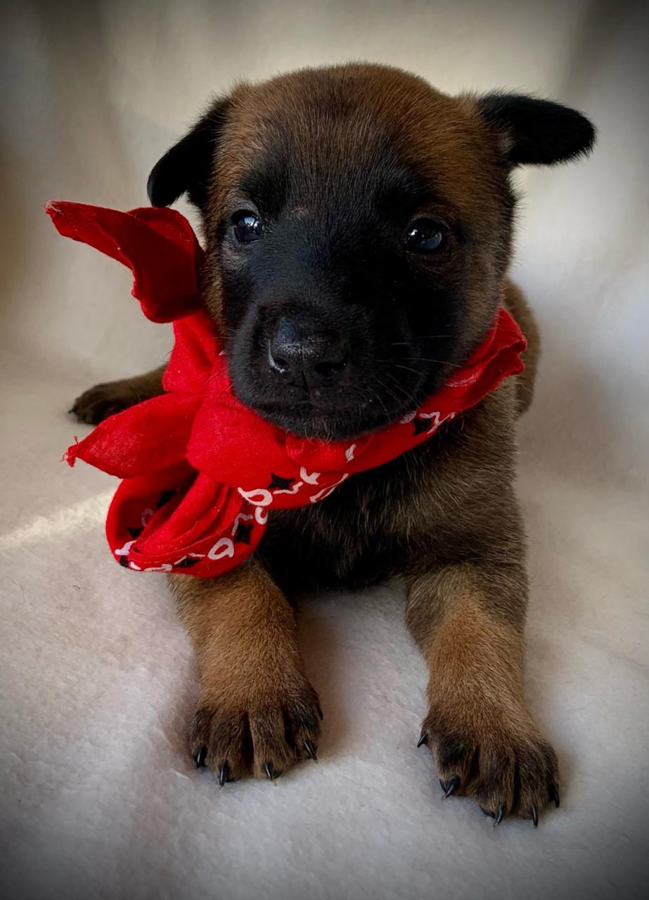 Mechelse herder pup teefjes