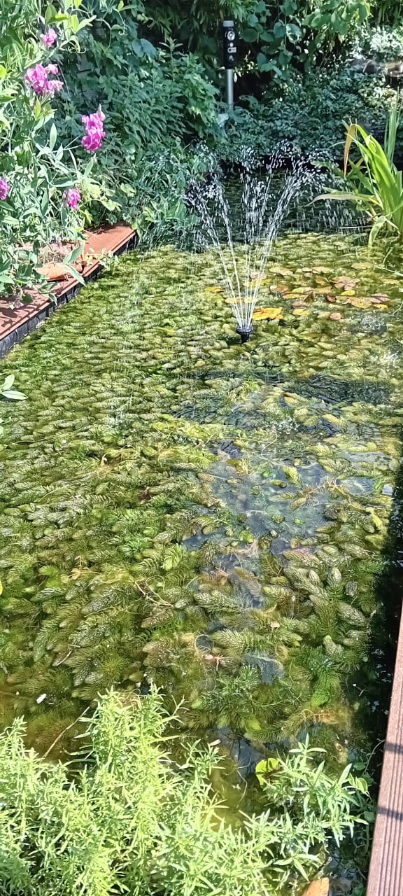 Zuurstofplanten