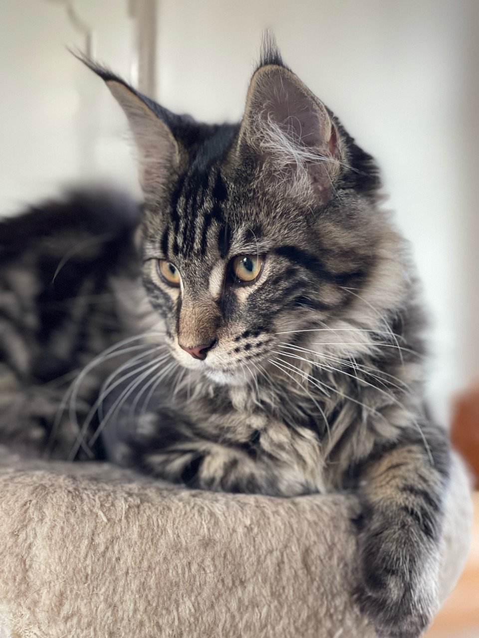 Maine Coon kitten