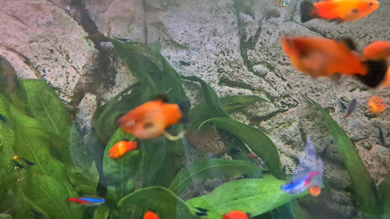 Platy's
