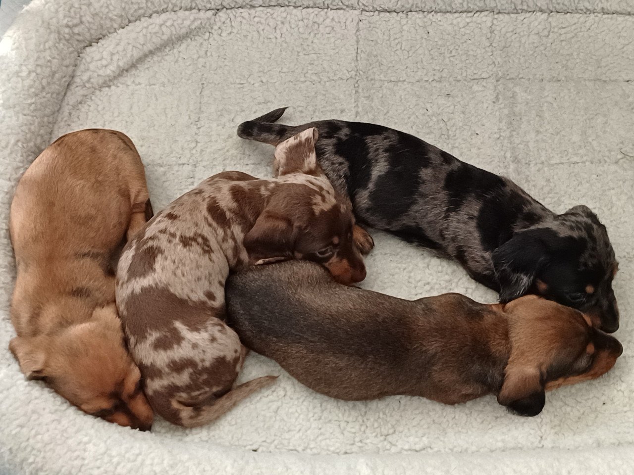 Super vrolijke Dwerg Teckel pups