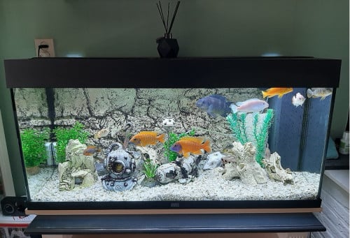 Aquarium juwel rio 180