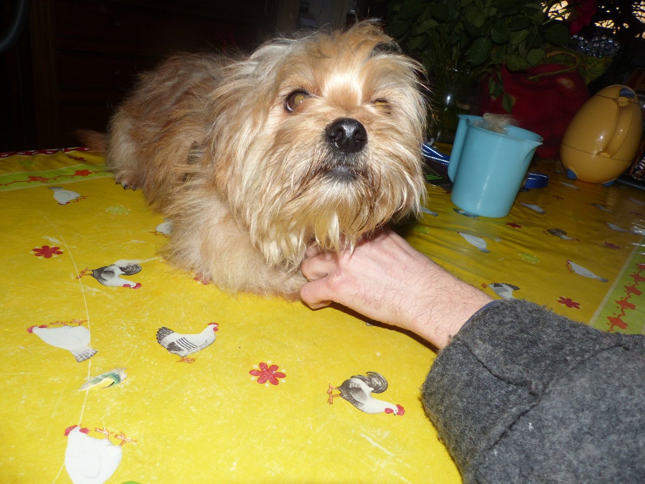 2 pups reutjes moeder Maltezer vader Yorkshire Terrier GEZOND SPEELS LIEF