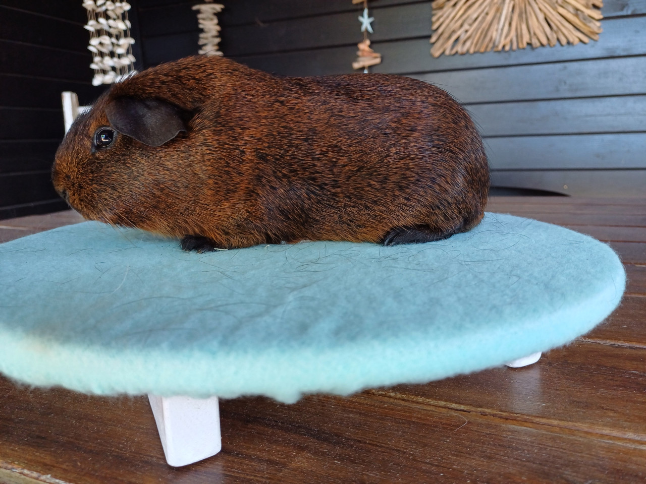 Diverse leuke cavia's aangeboden.