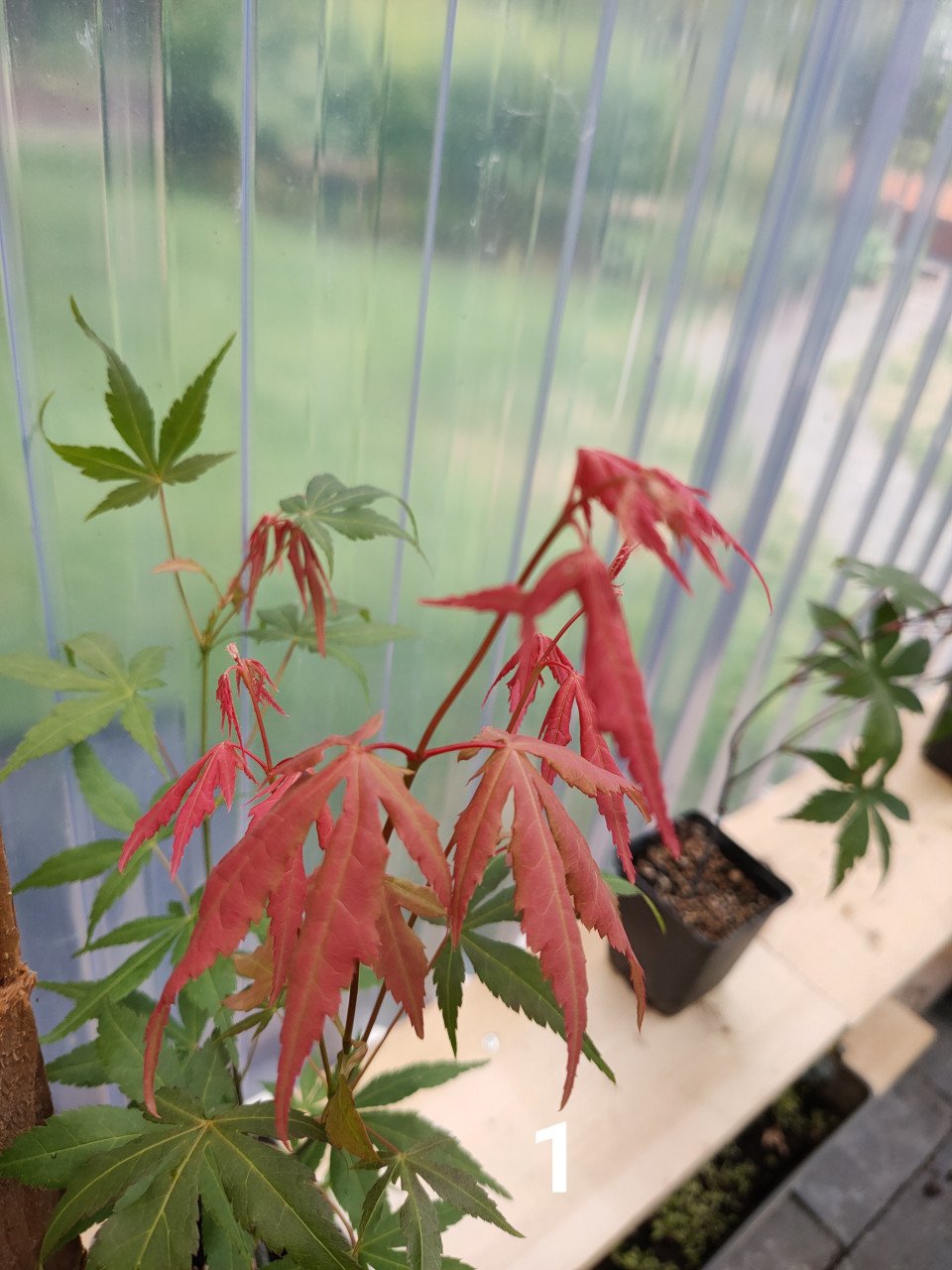 Japanse esdoorn boompjes Acer palmatum tuinplanten