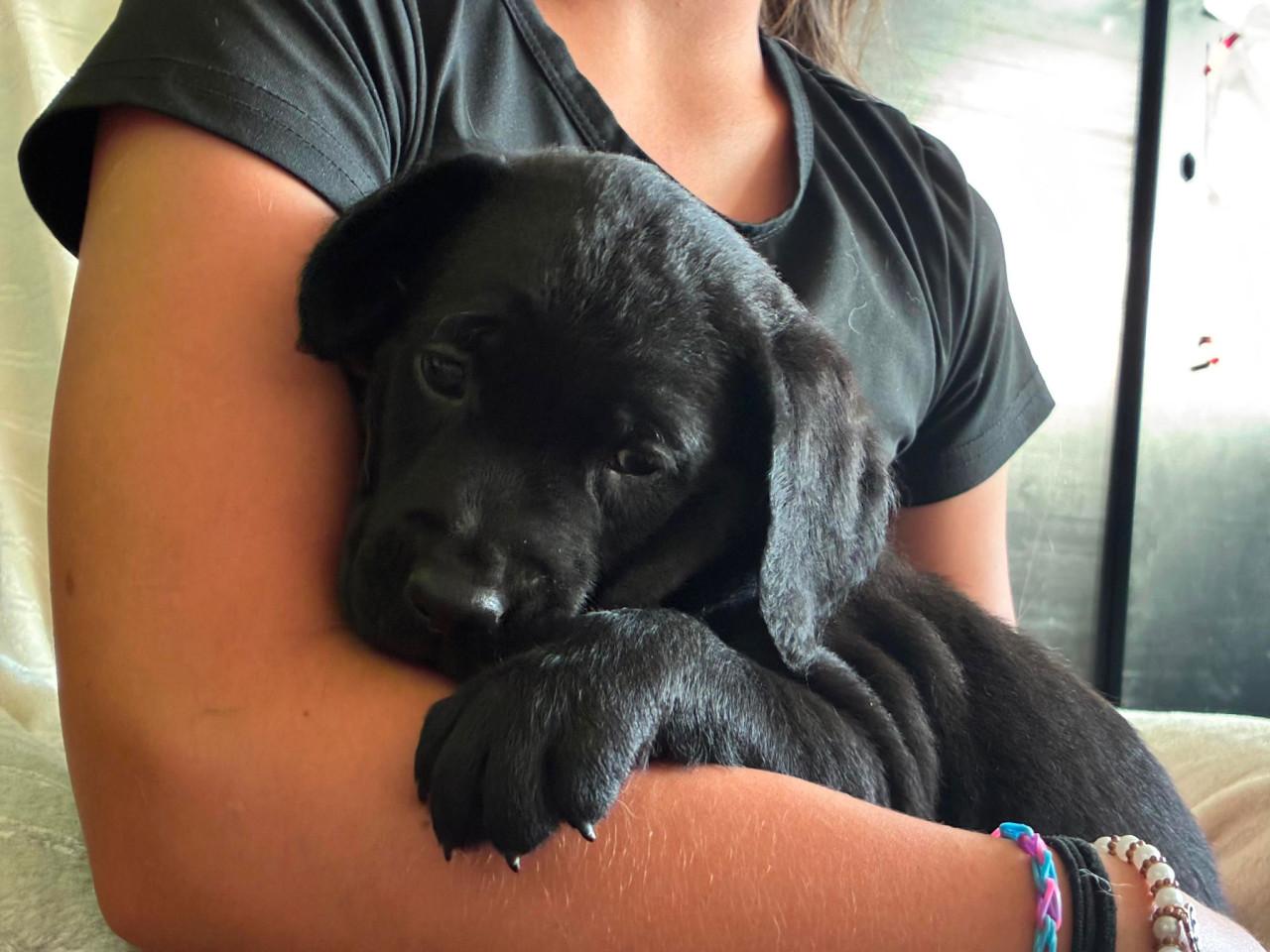 Labradoodle f1 pups beschikbaar