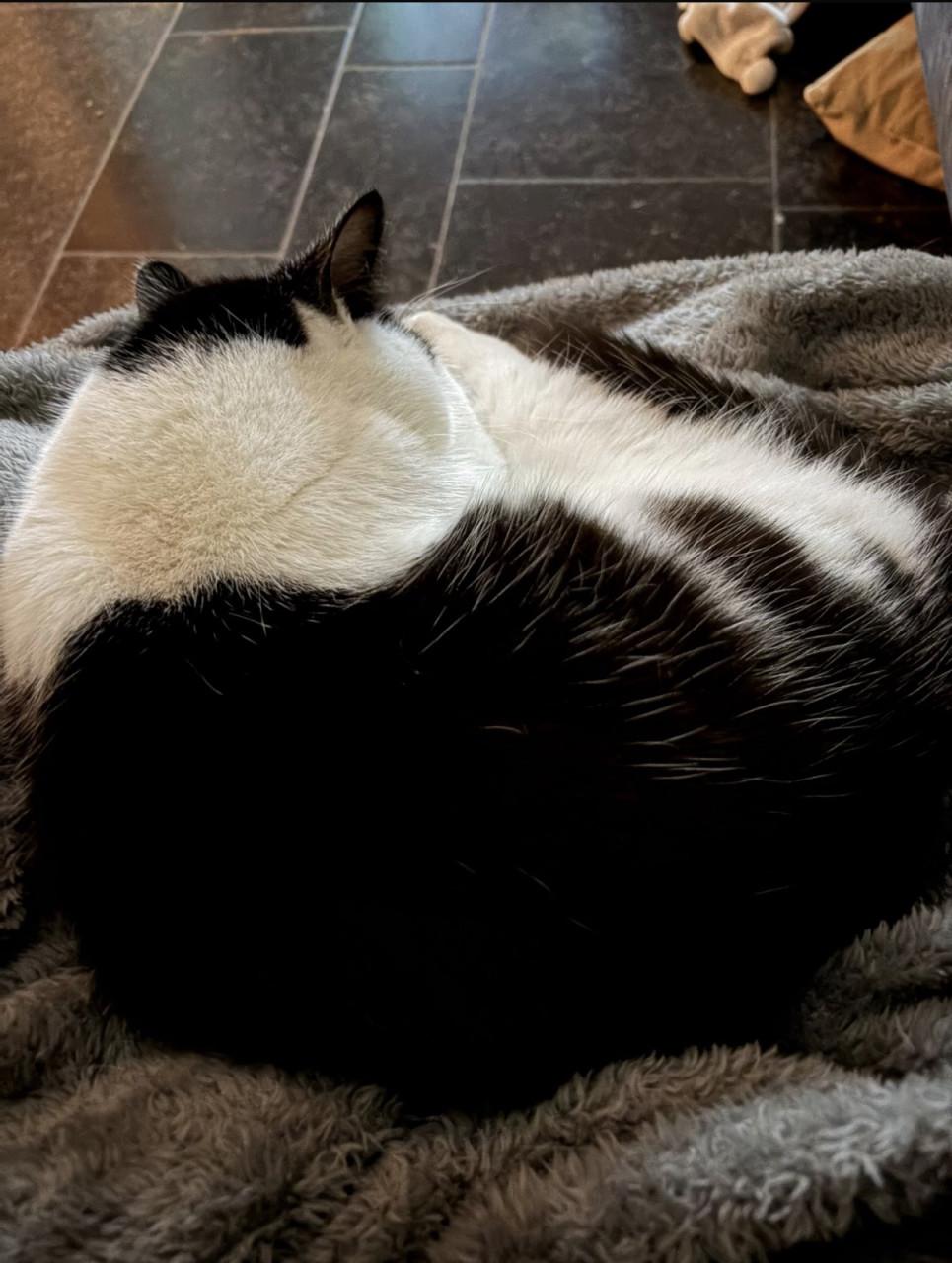 Lieve knuffelkat zoekt nieuw baasje