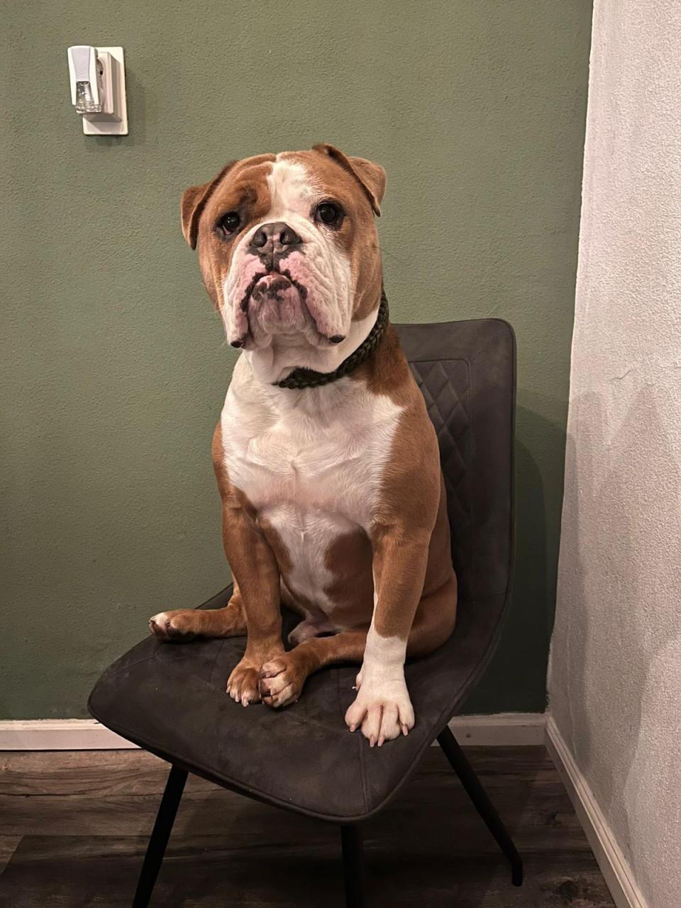 Old English Bulldog reu