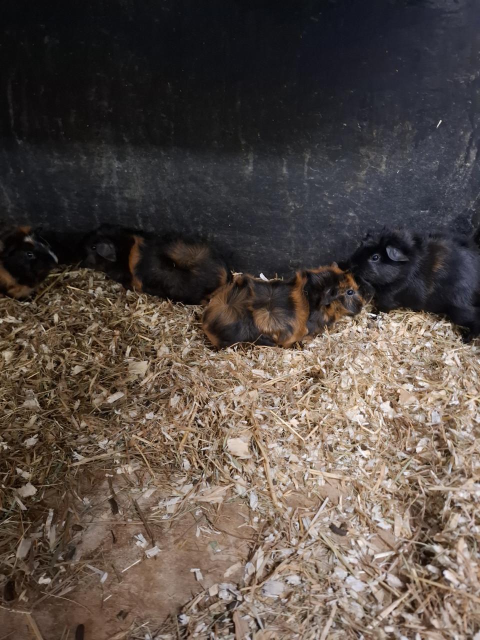 Ruime keuze uit cavia's