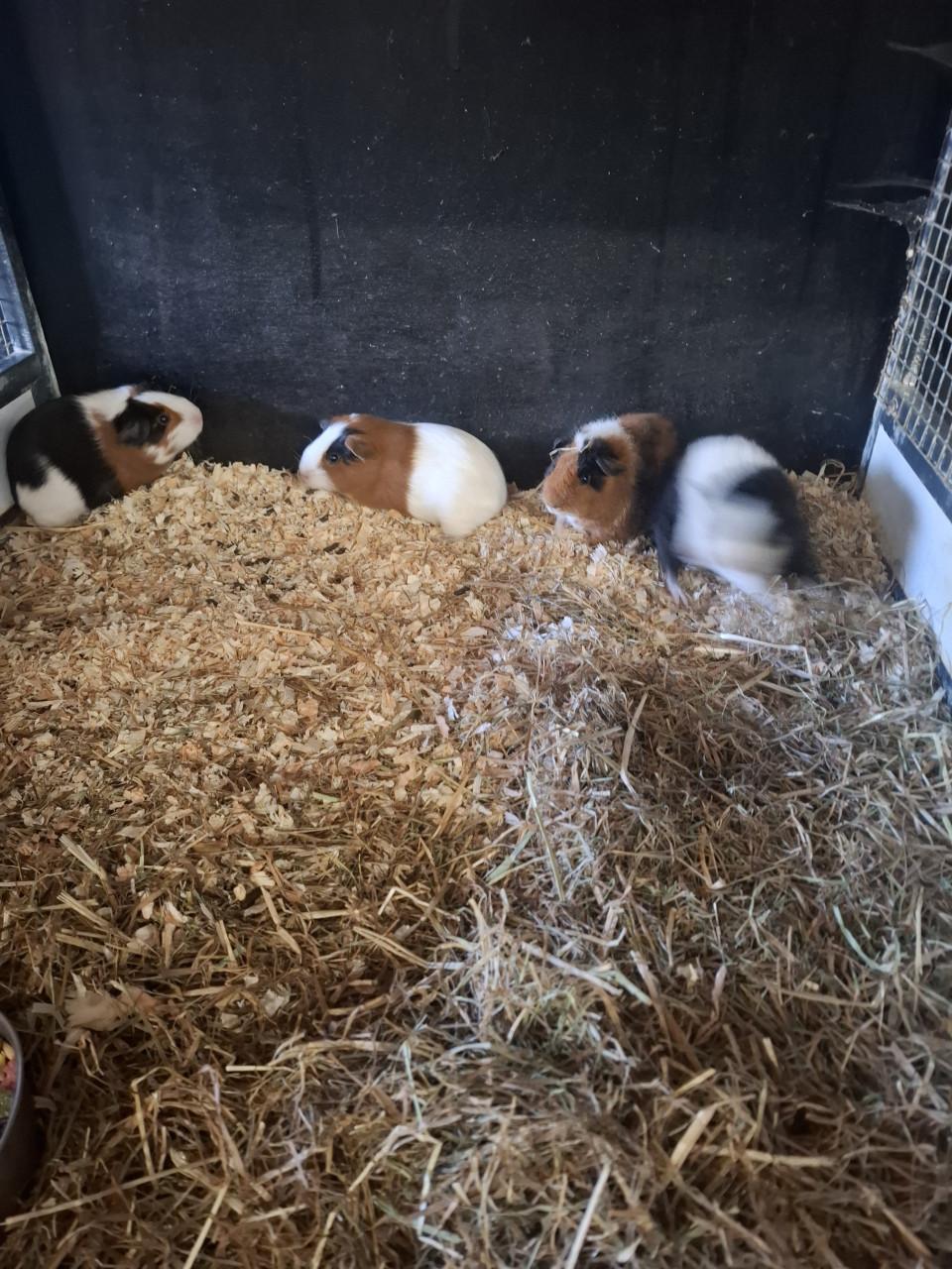 Jonge cavia's zeugjes en beertjes