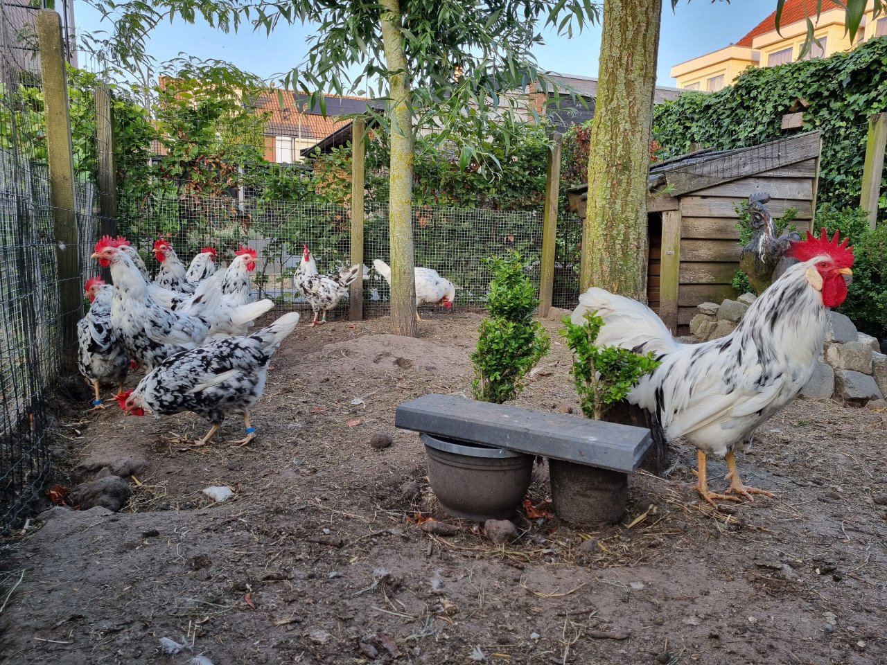 Bonte leghorns