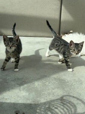 Twee kittens gratis af te halen