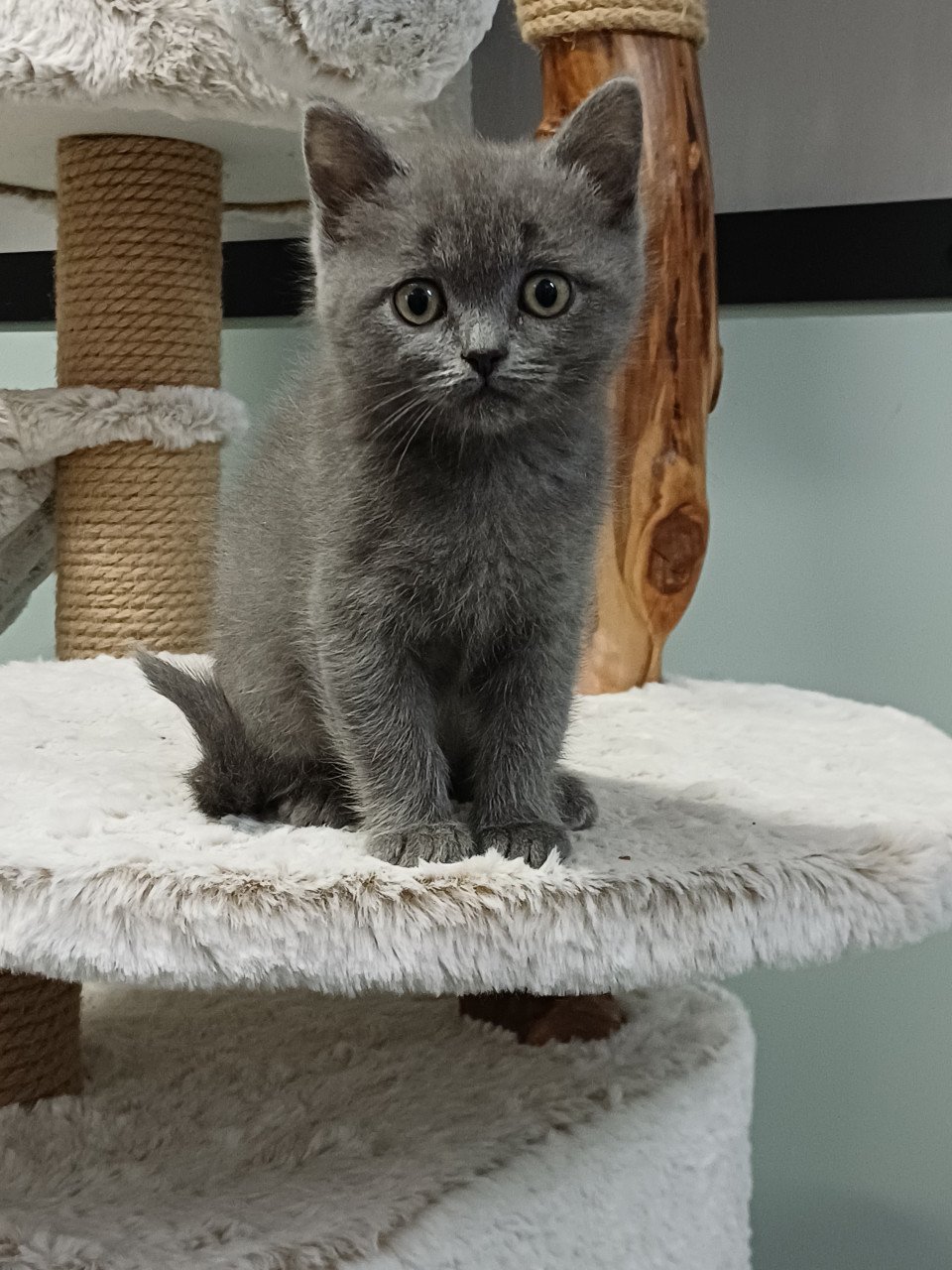 Leuke Brits Korthaar x Ragdoll kittens beschikbaar