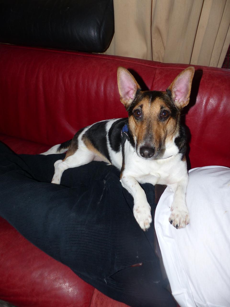 Reutje super leuk boerenfox/jack russel inbraakpreventief 2 jaar zoekt baas