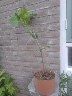 Diversen Vjjgen stekjes