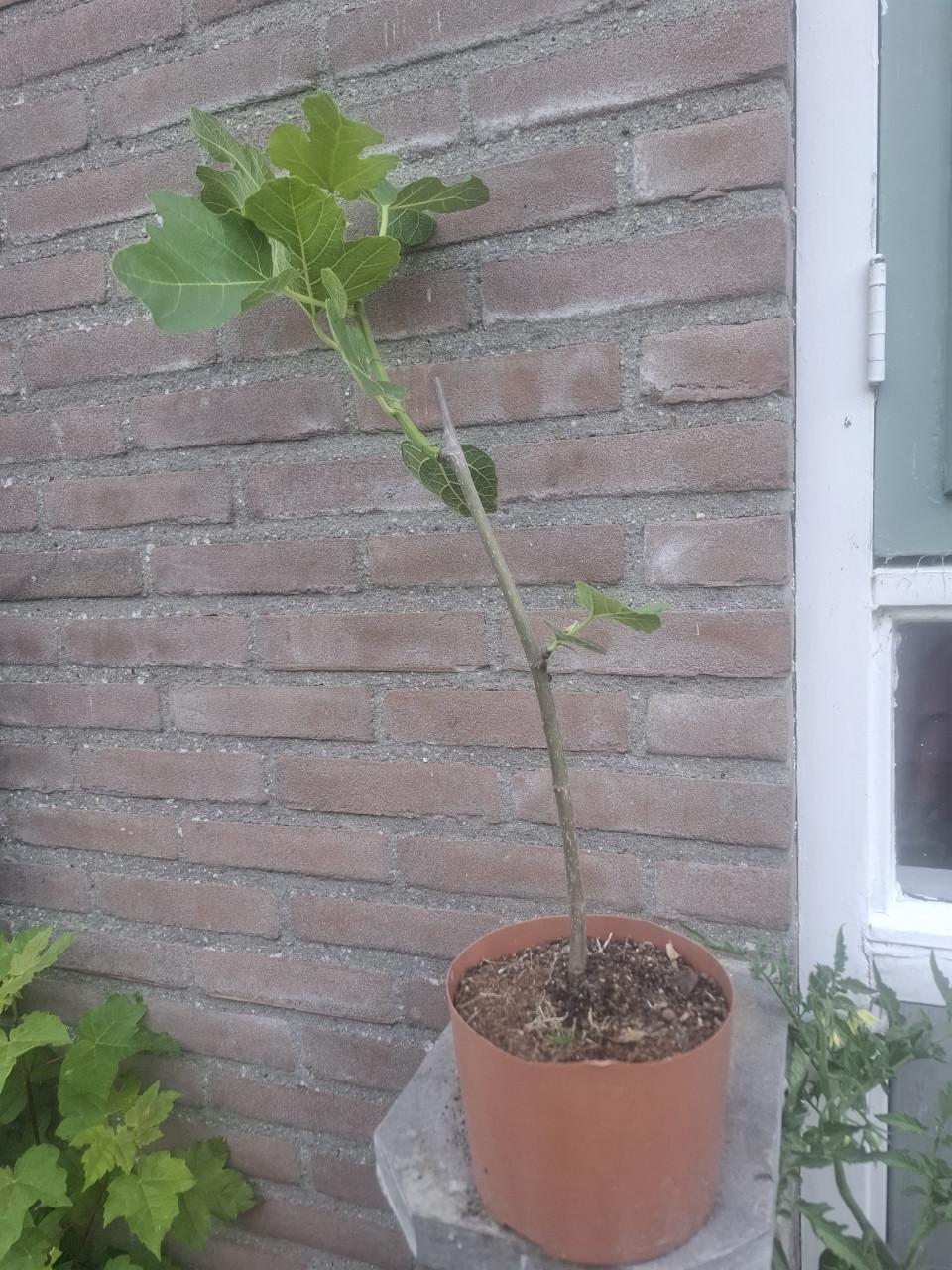 Diversen Vjjgen stekjes