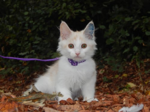 4 maine coon katertjes met stamboom