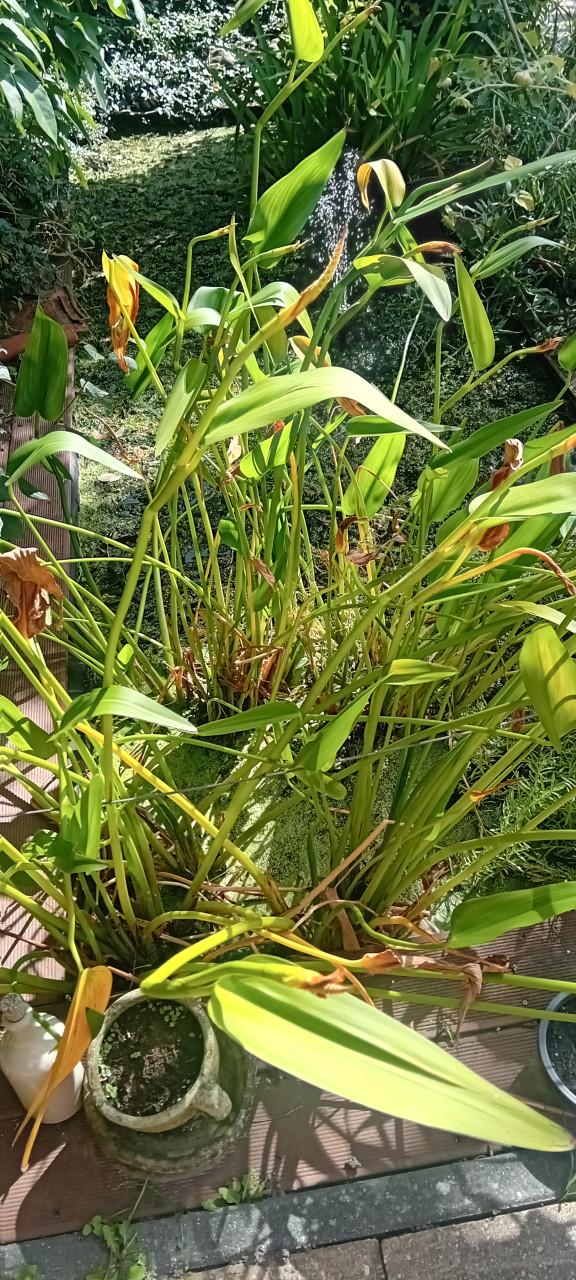 Zuurstofplanten (Hoornblad)