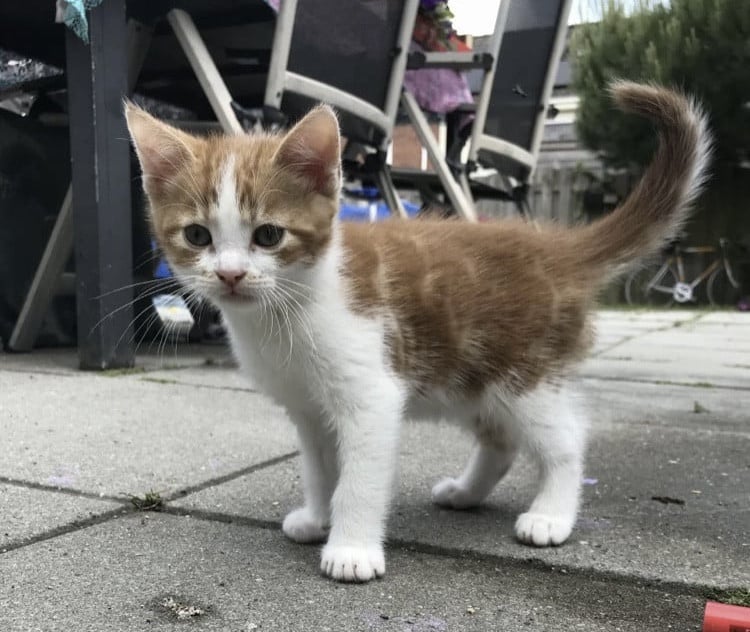 Kittens / Kitten / Katers
