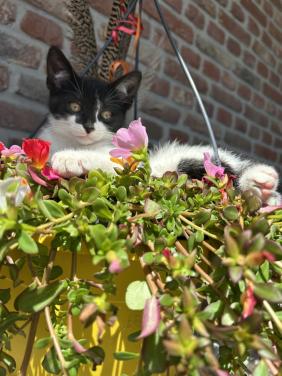 Deze lieverd zoekt nieuw huisje 🐾🐈‍⬛