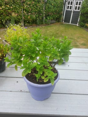 Muntplant in pot