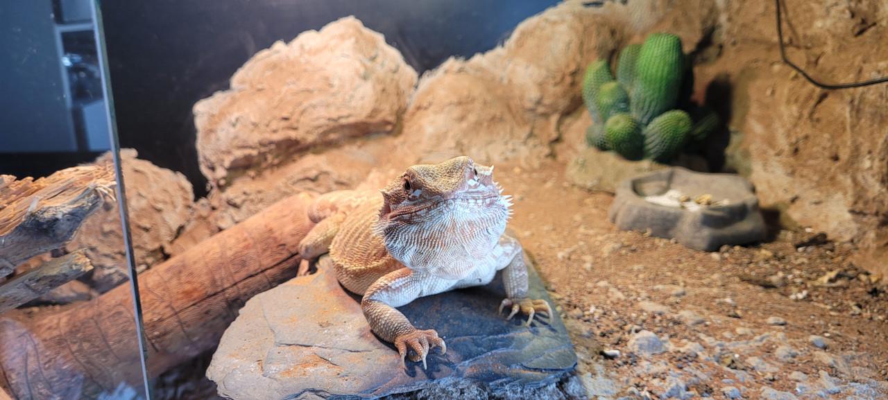 Tamme Baardagaam met terrarium