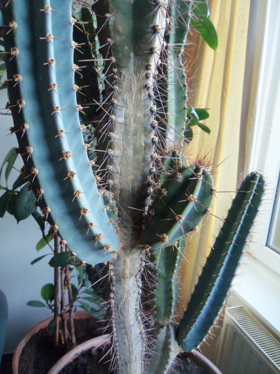 CACTUS 34 JAAR OUD,120 CM HOOG