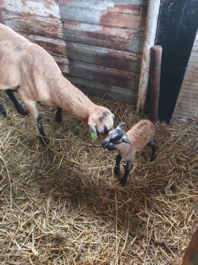 Schaap Ruischapen stel stelletjes ideaal voor bij paard of pony