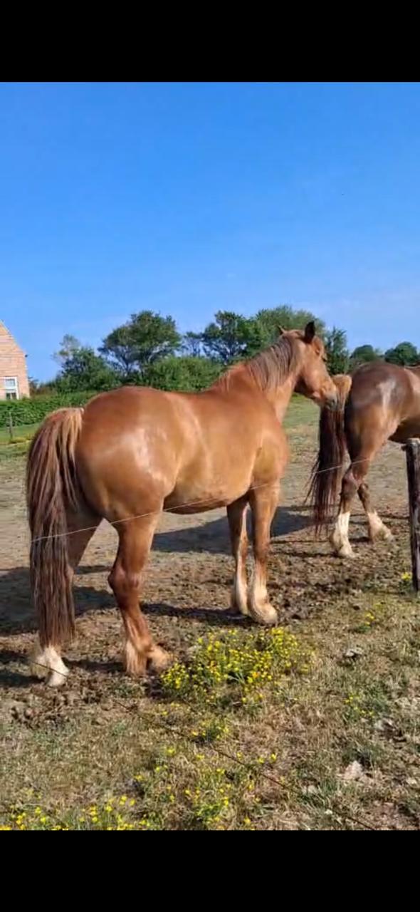 5- jarige lieve merrie te koop