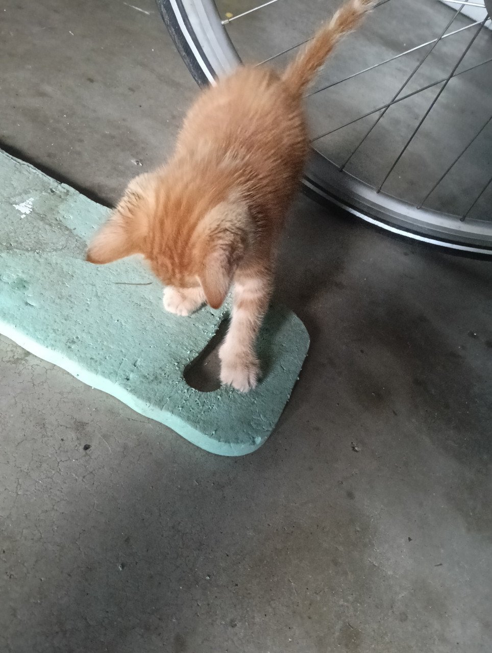 Jonge katjes