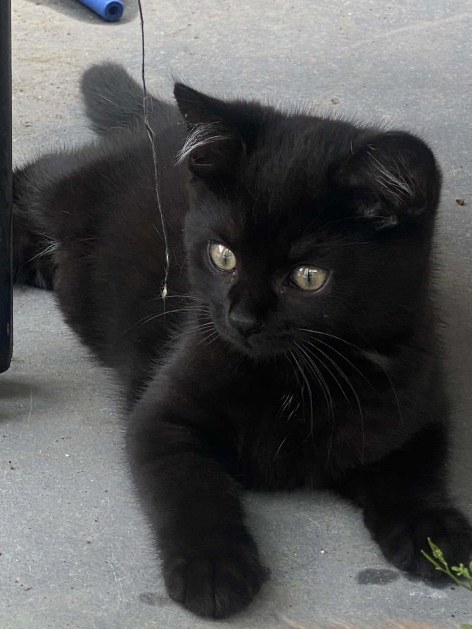 Kittens Bengaal- blauwe Rus
